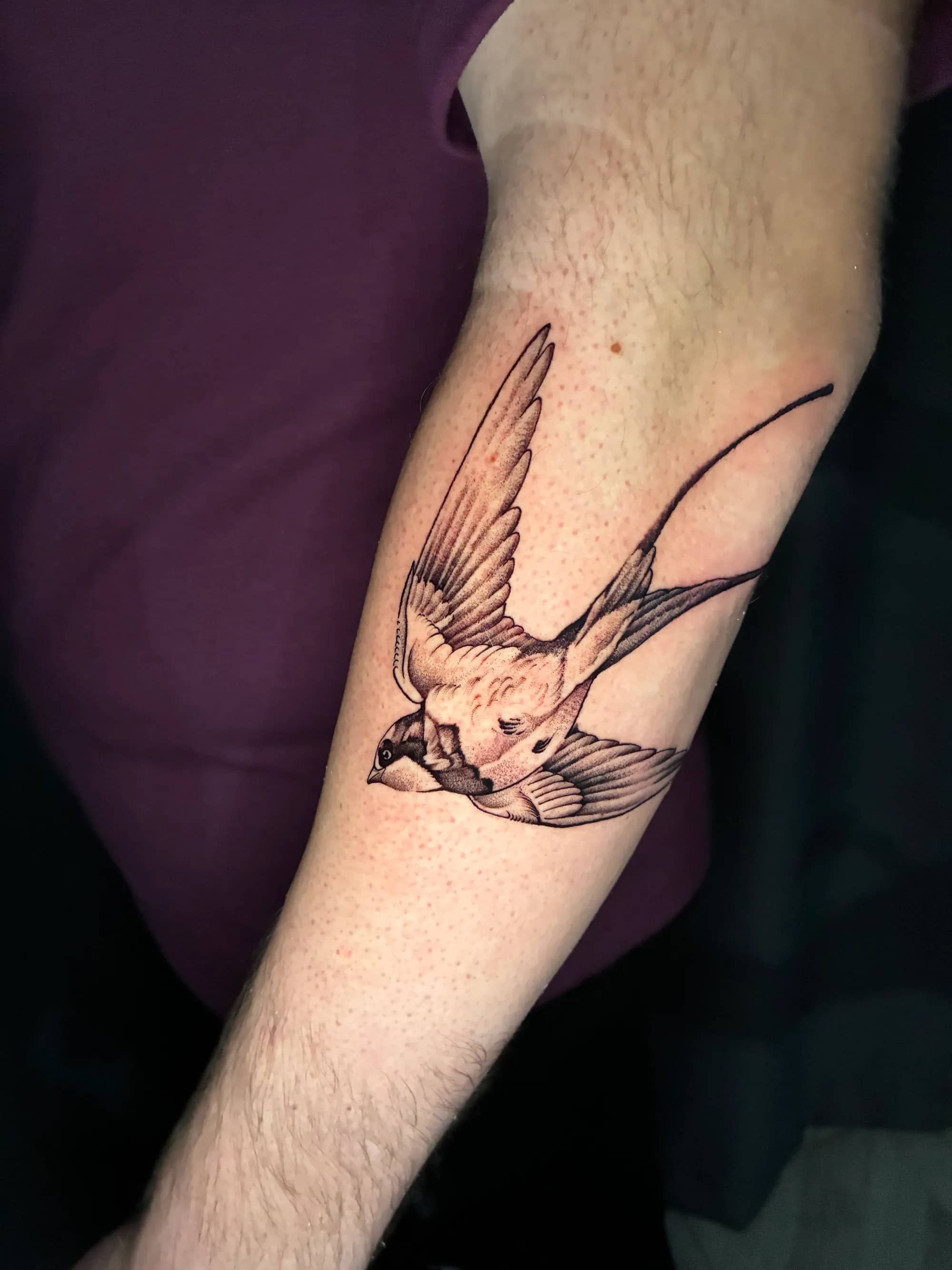Fine line tetovaža laste u letu sa raširenim krilima na podlaktici, Dropz Tattoo Studio Niš